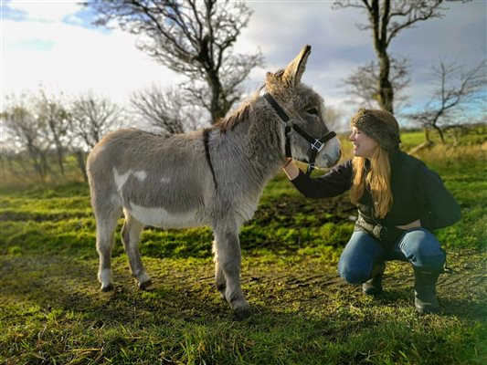 Freddie the donkey