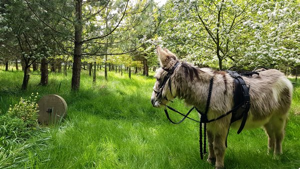 Freddie the donkey in Meg's Wood 