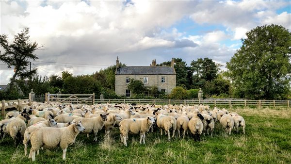 sheep flock