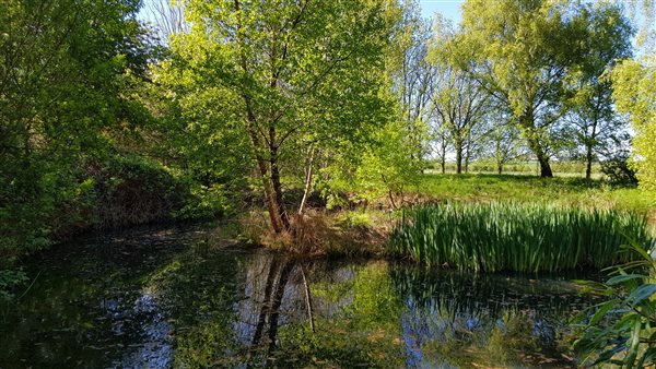 The pond in the field next to Newt Cottage