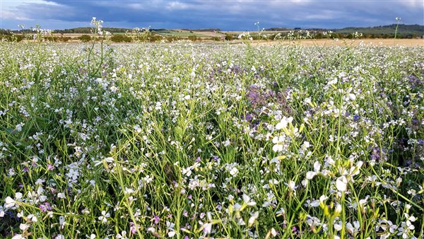 A field of fodder radish. In the winter this will be full of seeds for wild birds