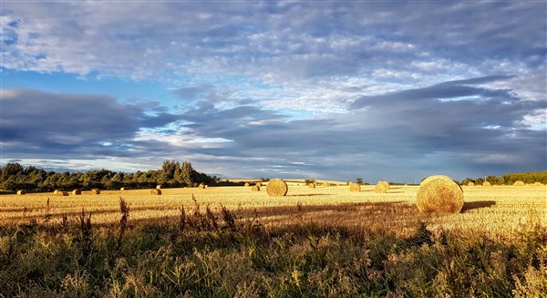 bales