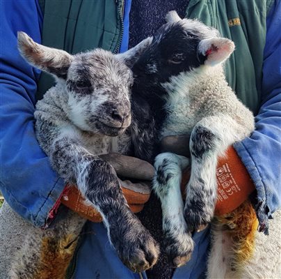 Lambs at Hunting Hall