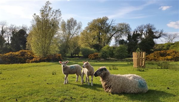 Our organic meadow