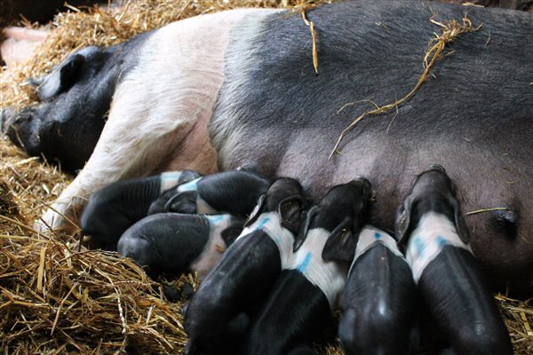 A saddleback sow and piglets