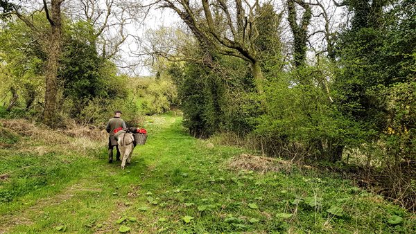 donkey with panniers