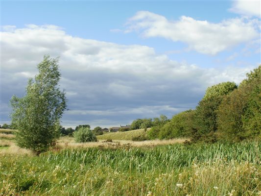 Looking across the organic meadow to the cottages