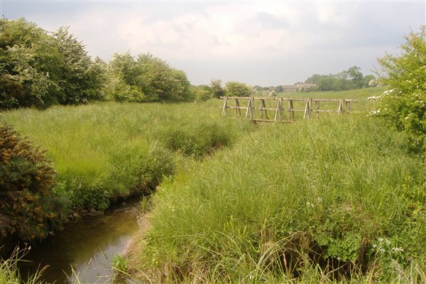 Organic meadow