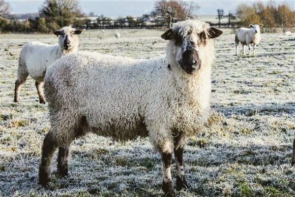 Our  rare-breed Teeswater sheep