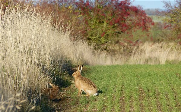 hares in field