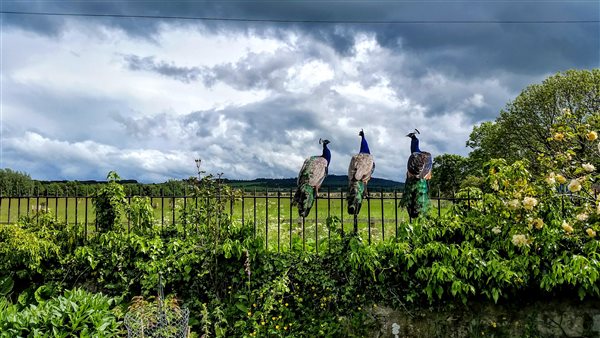 peacocks on railings