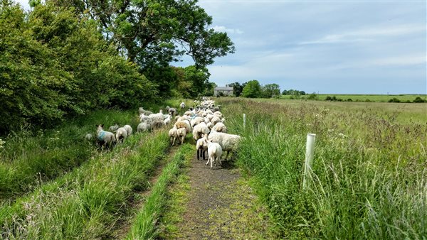 flock of sheep in track