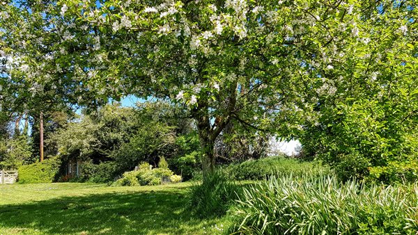 The garden at Newt Cottage