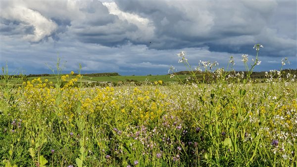 A field sown with flowers that will later provide seed for farmland birds