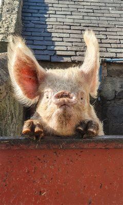 Our rare-breed Middle White sow