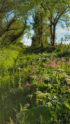 Along an ancient pilgrims' route to Holy Island