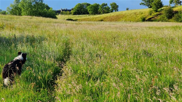 Species rich grassland in the farm's meadow