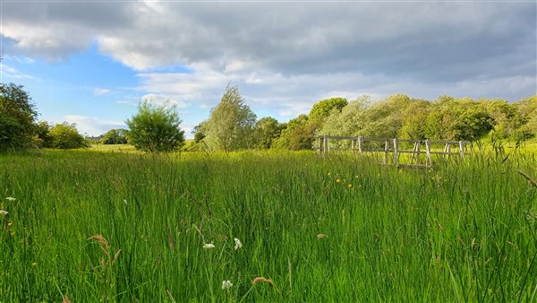 Species rich grassland at Hunting Hall