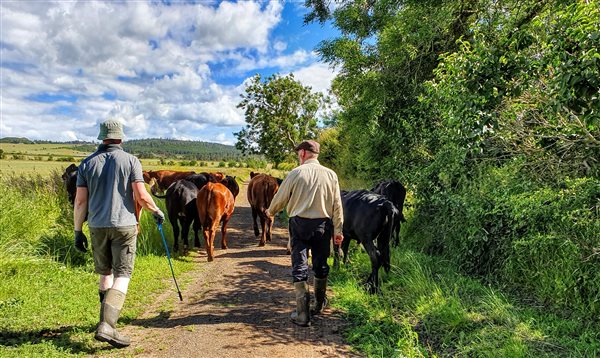 Walking our gentle native Beef Shorthorn cows back to the field