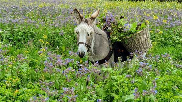 Freddie the donkey in a field of borage