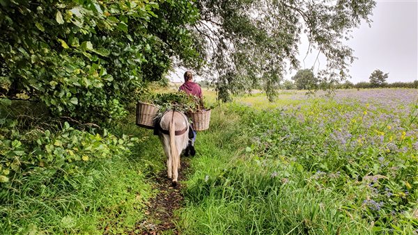 Along the farm trail