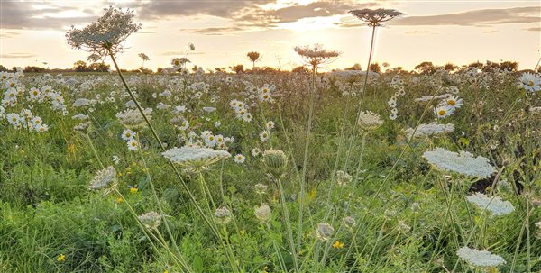 A field planted with wildflowers for wildlife