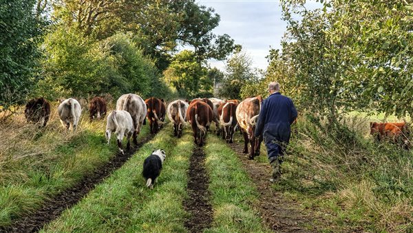 Our organic native Beef Shorthorn cows