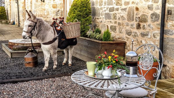 Freddie the donkey outside the Piggery