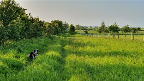 The bridleway on the farm looking towards the steading