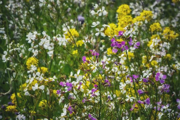 A field sown to provide pollen and nectar for butterflies and bumble bees