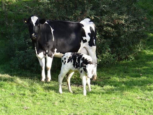 Cow & calf