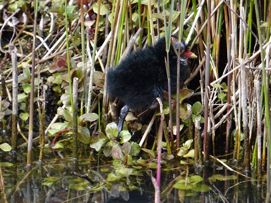 Moorhen1