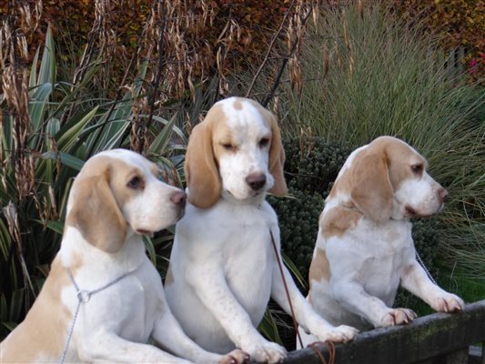 Beagles