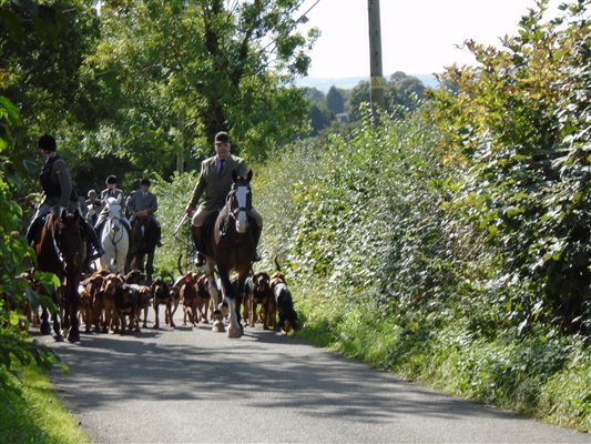 Bloodhounds