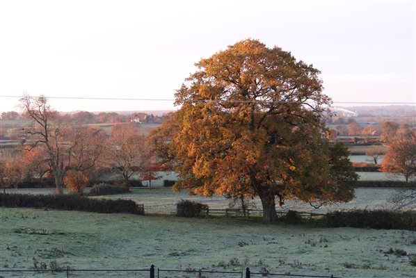 Oak tree