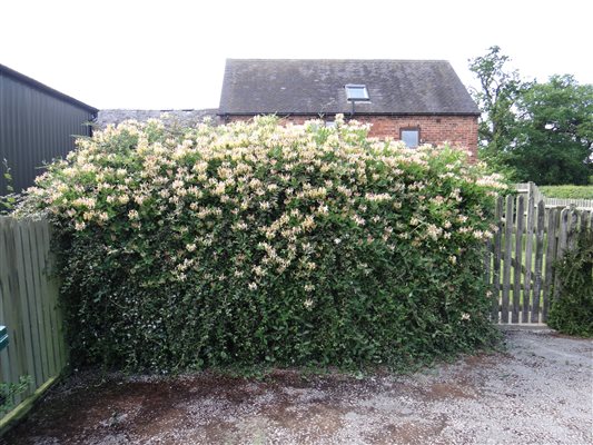 Honeysuckle