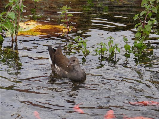 Moorhen