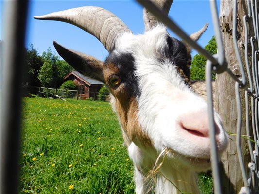 Make friends with Banjo the goat