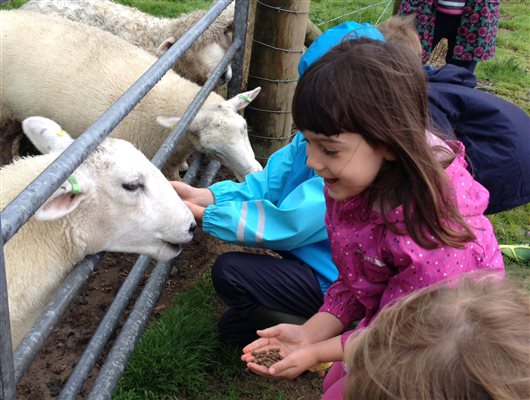 child feeding animals