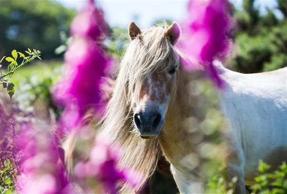 make friends with the ponies