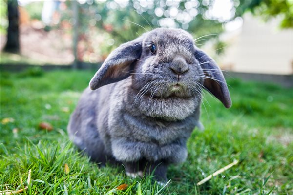 Rabbit looking for treats