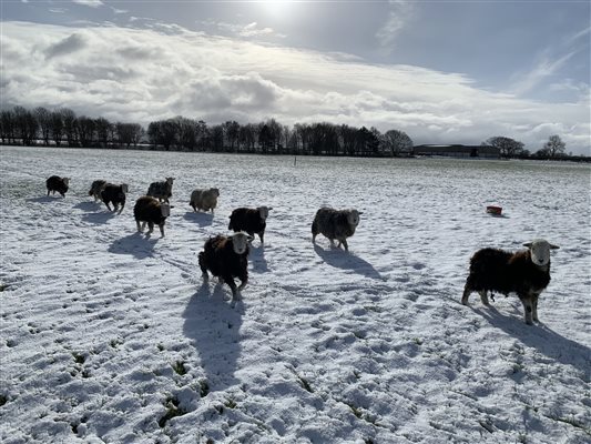 Sheep working farm 