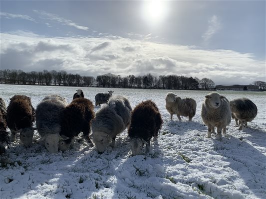 sheep working farm Lincolnshire sun