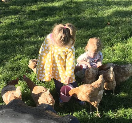 Feeding the Chickens