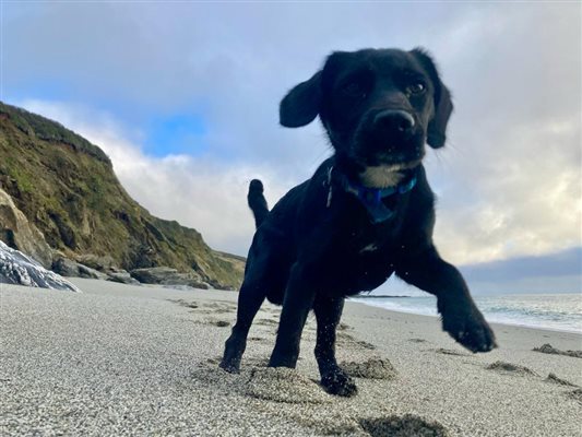 Dog-Friendly Stays