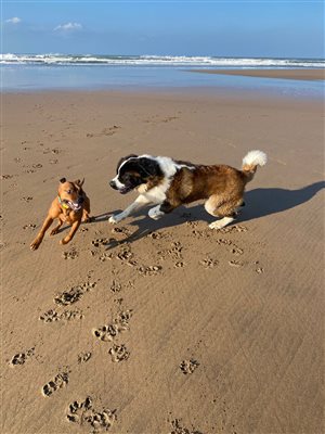 Dog-Friendly Stays