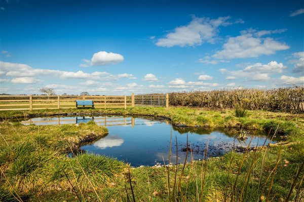 wildlife pond