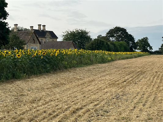 View from sunflower field