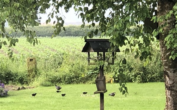 Moorhen family in orchard