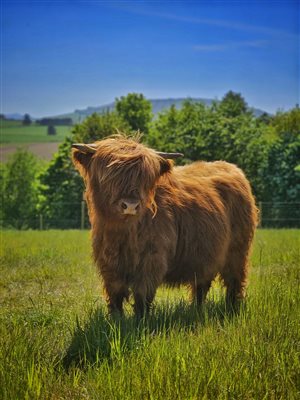 Highland cows graze in front of the lodges